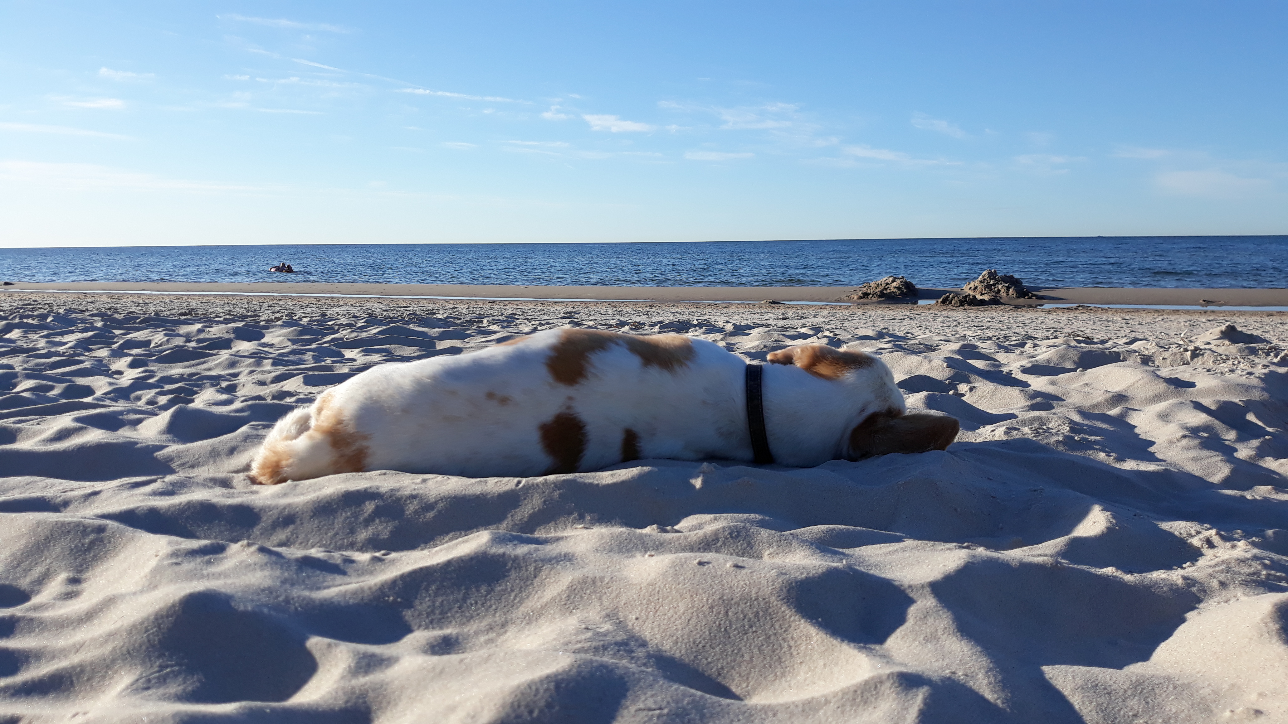 Szkolenie psa Wrocław