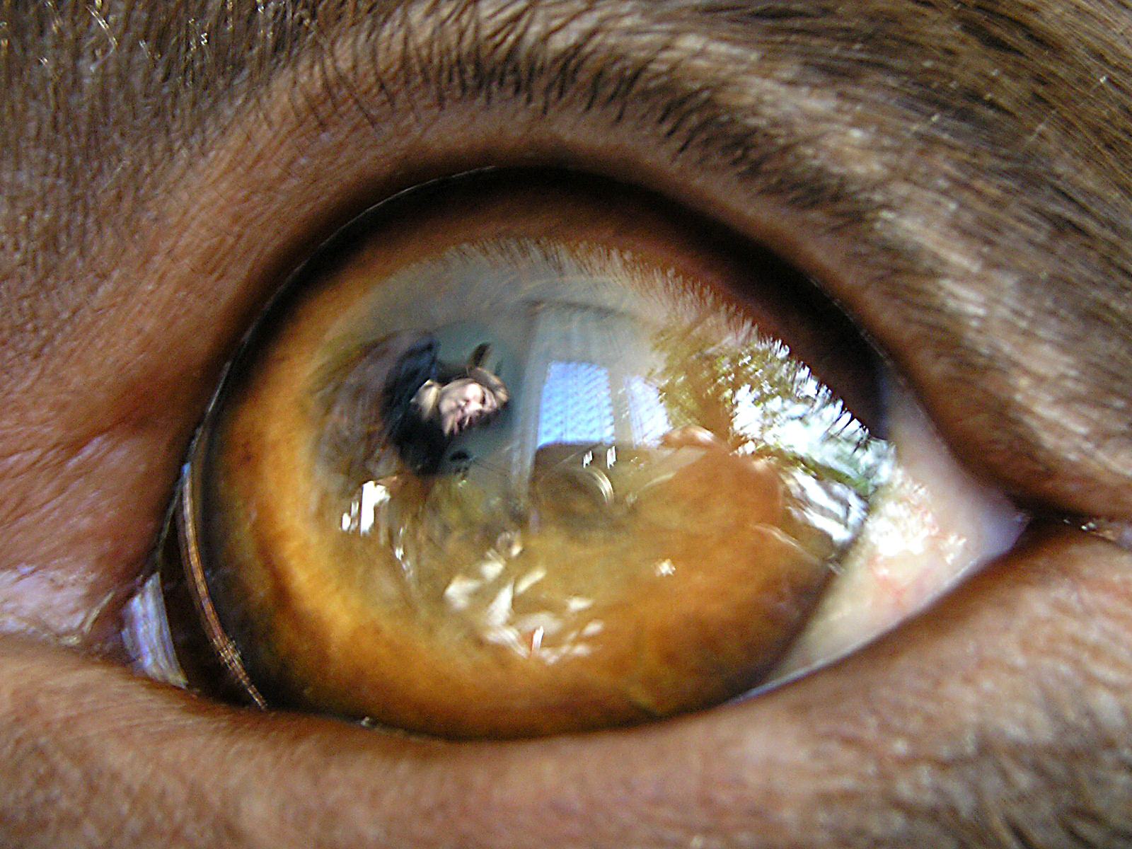 Behawiorysta psów Wrocław